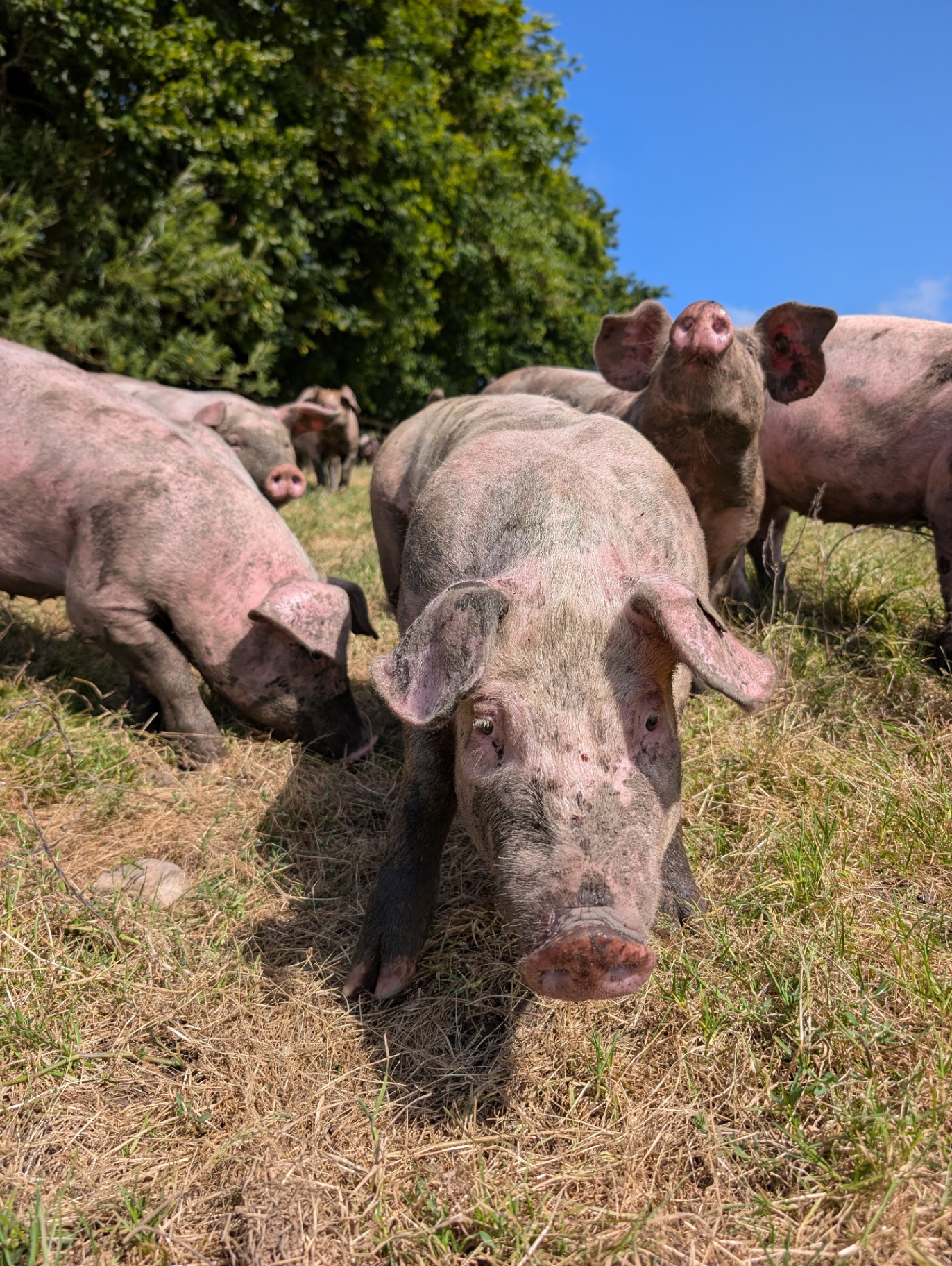 Flok fritgående grise på marken i Vendsyssel